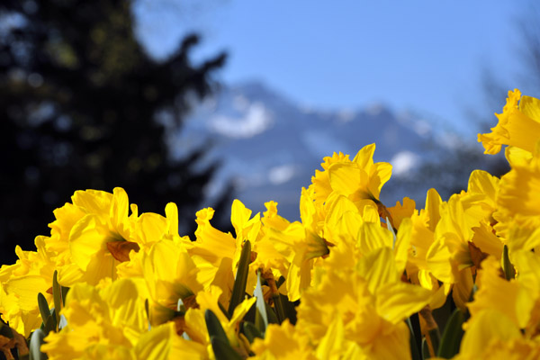 Spring flowers with Pilatus, Luzern