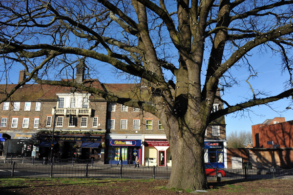 Old tree in the center of Crawley