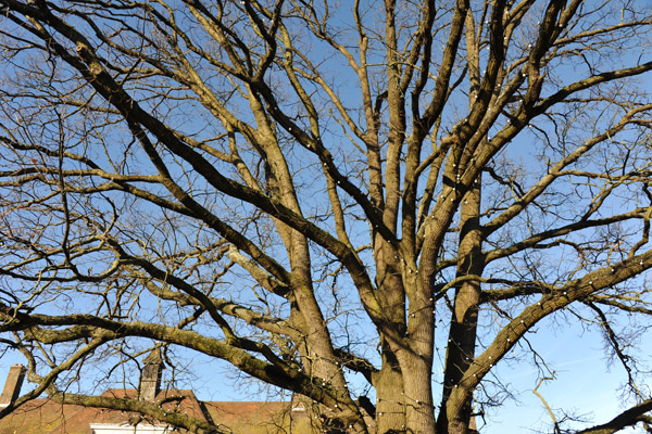 Old tree in the center of Crawley