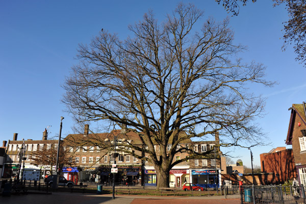 Old tree in the center of Crawley