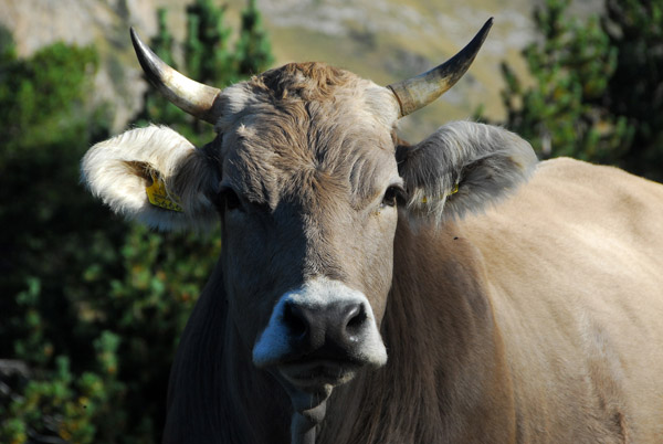 Swiss-style brown cow, Andorra
