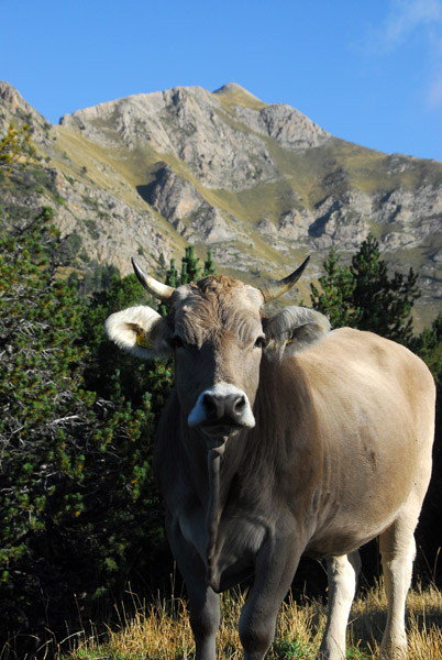 Brown Cow, Pic Alt de la Capa, Andorra