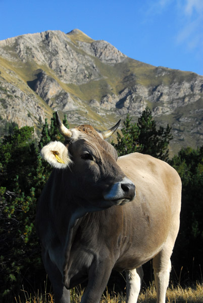Brown Cow, Pic Alt de la Capa, Andorra