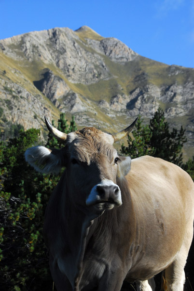 Brown Cow, Pyrenees Mountains, Andorra