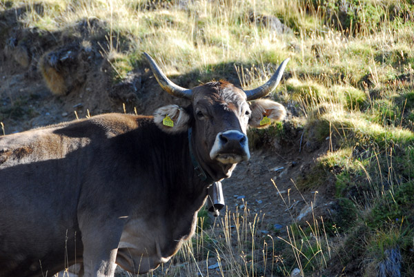 Brown cow with horns and cow bell, Andorra