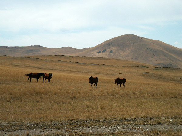 Horses, Montana