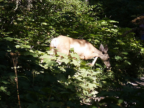 Mule Deer, Glacier National Park