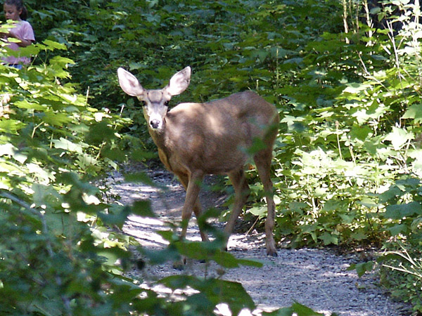Mule Deer, Glacier National Park