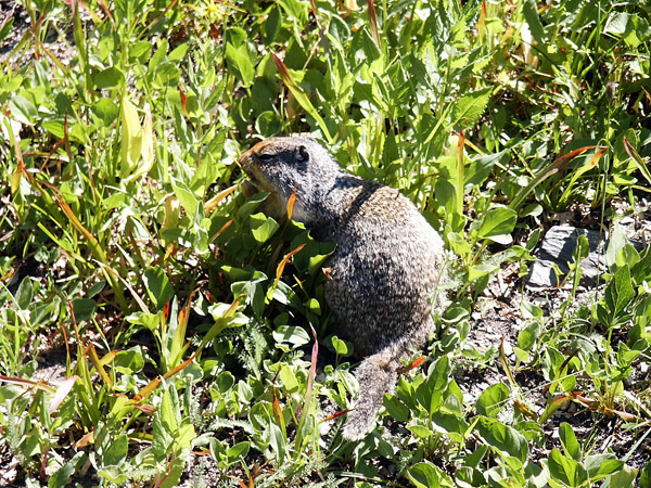 Columbian Ground Squirrel, Glacier National Park