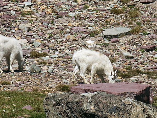 Mountain Goats, Glacier National Park