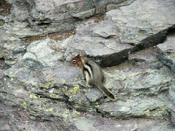 Chipmunk, Glacier National Park