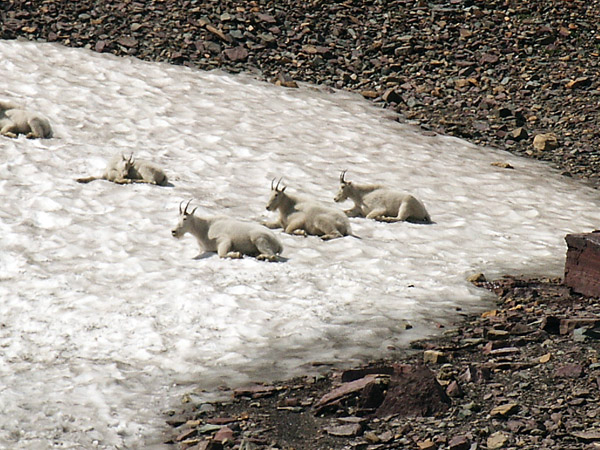 Mountain Goats resting on the snow, Glacier National Park