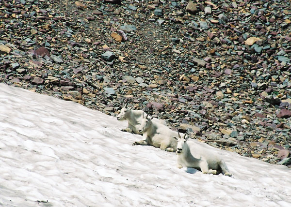 Mountain Goats resting on the snow