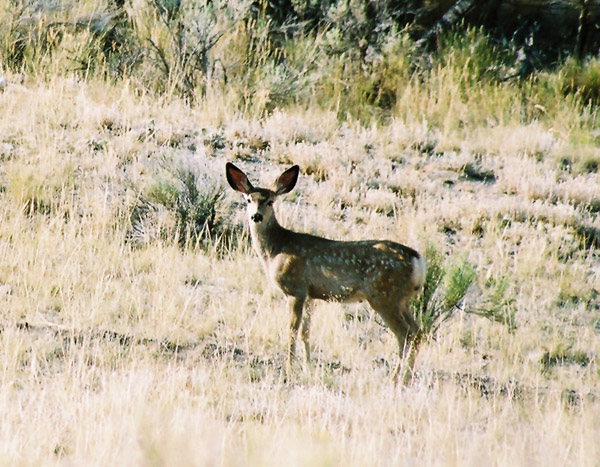 Mule deer, Bannack, Montana