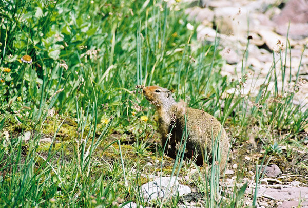 Columbian Ground Squirrel (Spermophilus columbianus)