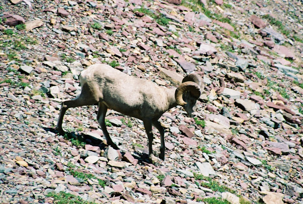 Bighorn Sheep, Glacier National Park
