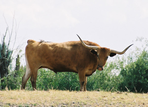 Longhorn at the Grand-Kohrs Ranch