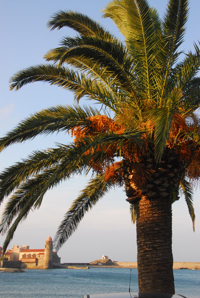 Palm, Collioure, Vermillion Coast