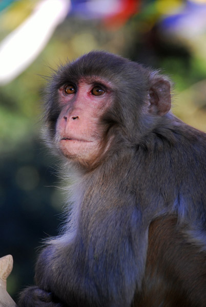 Monkey at Swayambhunath