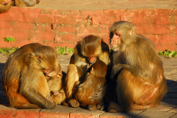 Monkies at the Monkey Temple, Kathmandu