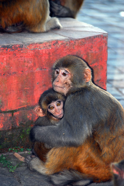Monkey Temple, Swayambhunath
