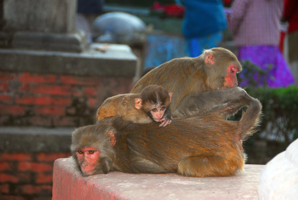 Monkey temple, Swayambhunath