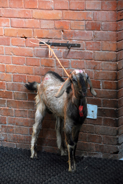 Sacraficial goat awaiting its one-way trip to the temple