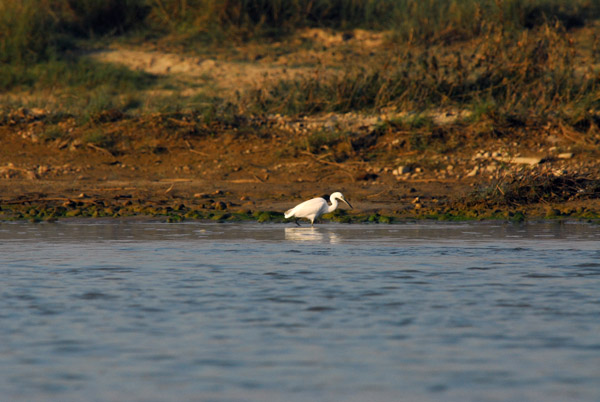 Little egret (Egretta garzatta) Chitwan Nepal