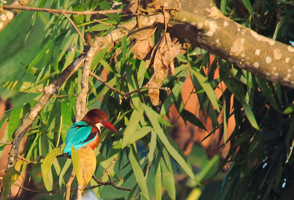 White-throated Kingfisher (Halcyon smyrnensis) Chitwan National Park, Nepal