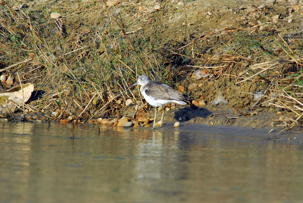 Common Greenshank (Tringa nebularia)