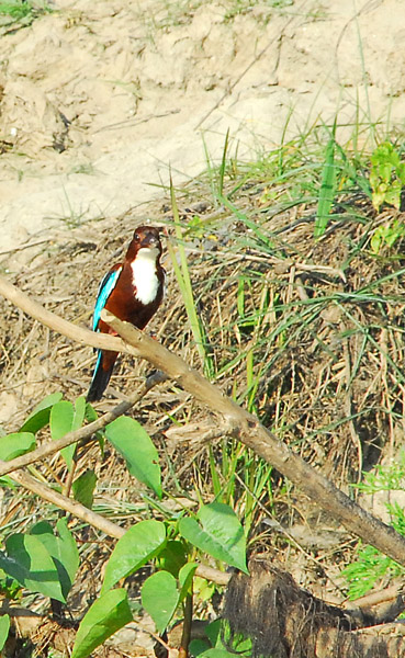 White-throated Kingfisher (Halcyon smyrnensis) Chitwan National Park, Nepal