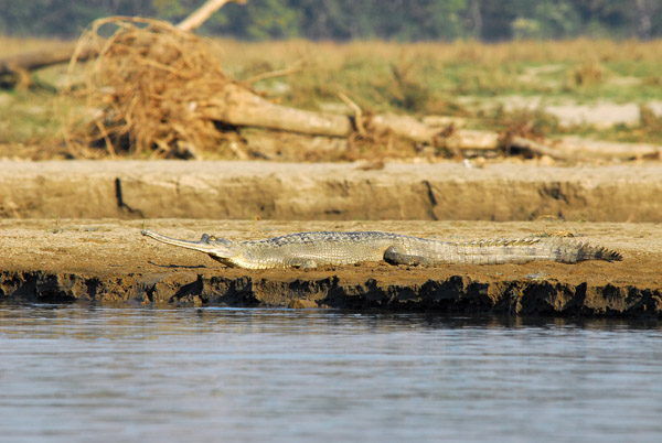 Gharial (Gavialis gangeticus) Chitwan National Park
