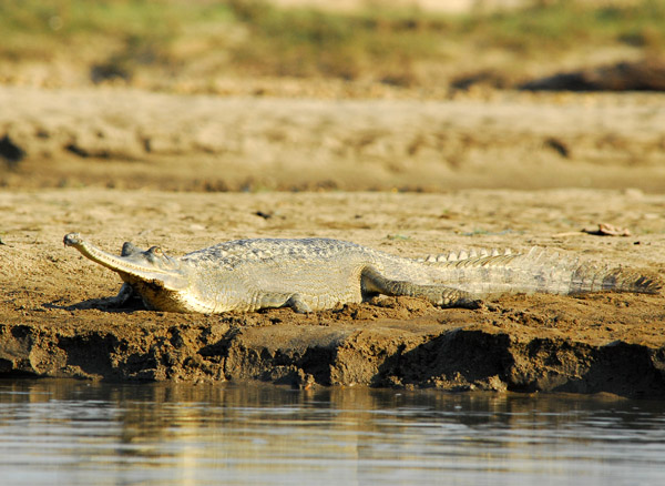 Gharial (Gavialis gangeticus) Chitwan National Park