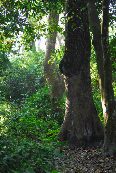 Chitwan National Park