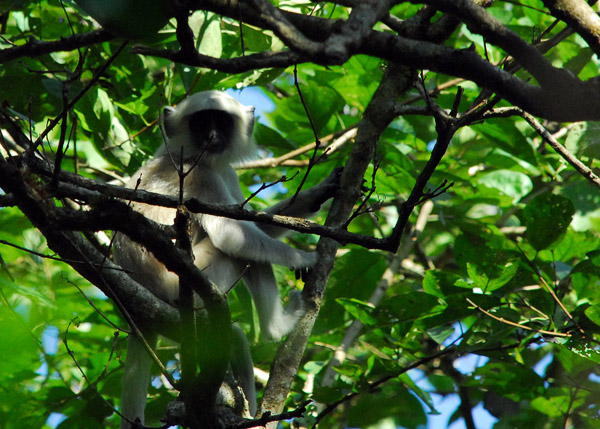 Gray Langur in a tree, Chitwan National Park