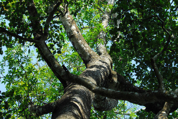 Tall tree, Chitwan National Park