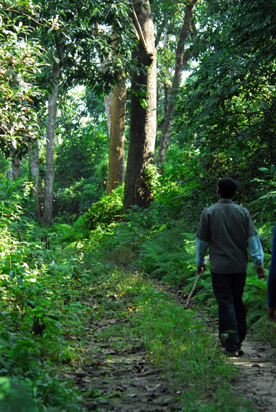 Jungle walk, Chitwan National Park
