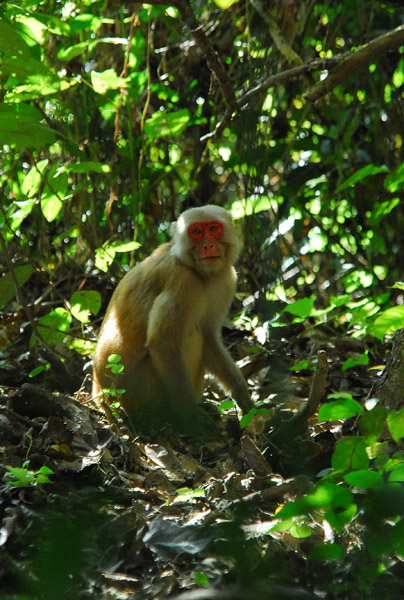 Rhesus macaque, Chitwan National Park