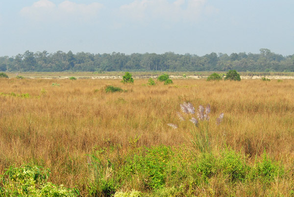 Grassy plain, Chitwan National Park
