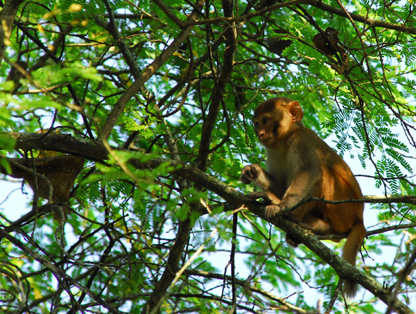 Young rhesus macaque (Macaca mulatta) Chitwan National Park
