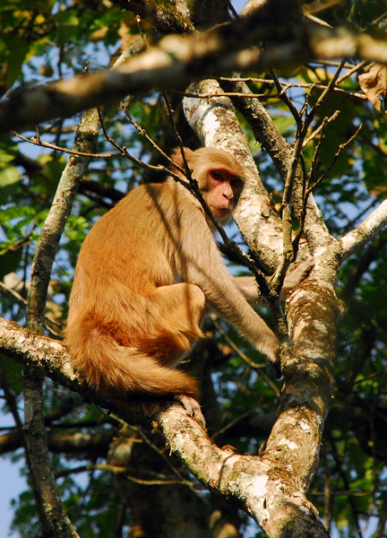 Young rhesus macaque, Chitwan National Park