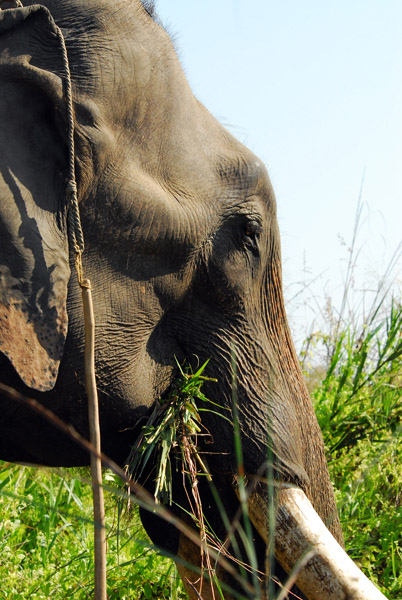 Government elephant, Chitwan