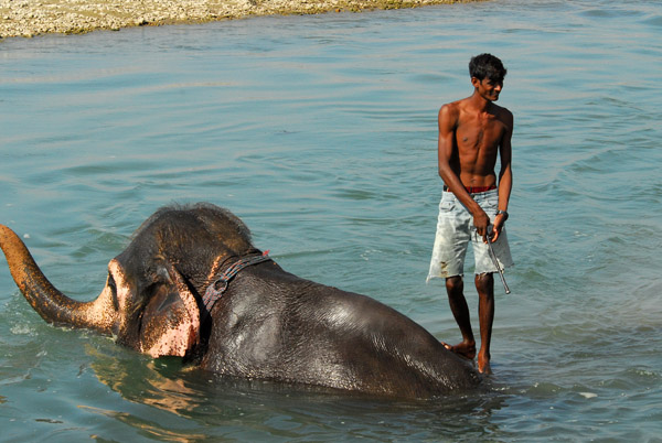Elephant bathing time on the Sauraha riverfront