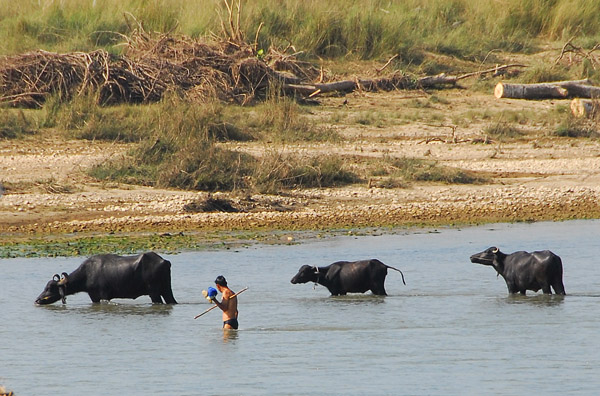 Man leading water buffalo across the river to graze in on the national park side