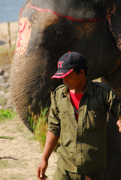 Elephant and guide, Sauraha