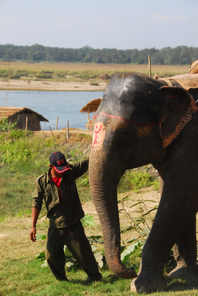 Mahout leading his elephant, Chitwan