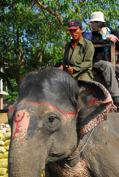 Elephant safari, Chitwan Nationanl Park