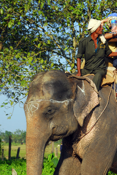 Elephant safari, Chitwan