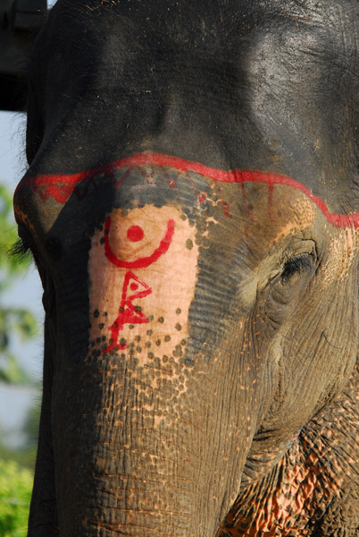 Tourist elephant, Chitwan