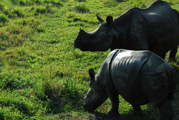 Chitwan is a refuge for the one-horned Indian rhino (gaida)